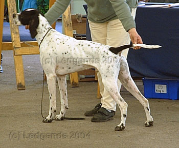 1st Open Dog, DCC & BOB